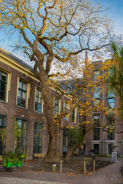 Nethe, Leiden 'in merkezindeki Rapenburg' da Hortus Botanicus. — Stok fotoğraf