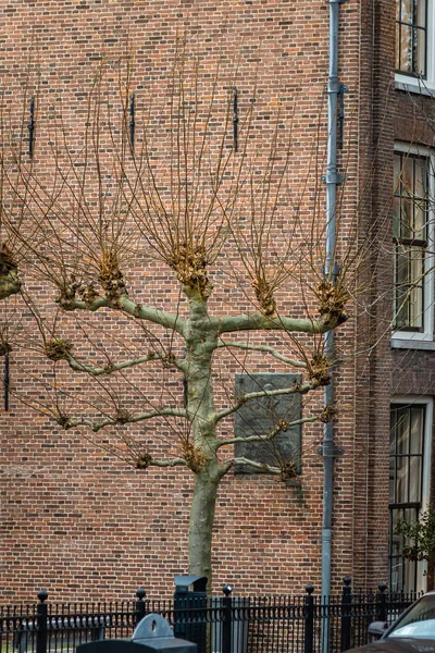 Árvore de outono e parede de tijolo vermelho perto do parque em Leiden, Países Baixos — Fotografia de Stock