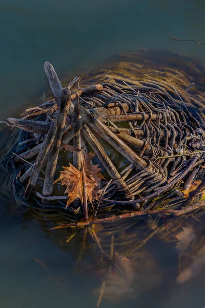 Armadilha de pesca flutuando na superfície da água — Fotografia de Stock