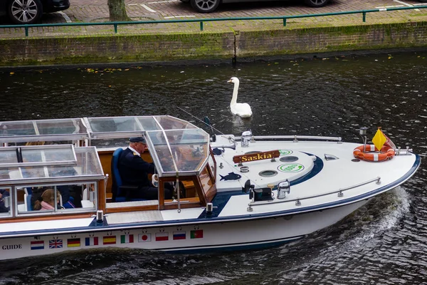 25 oktober 2019; Leiden Nederländerna; Vit kanalbåt och svan — Stockfoto