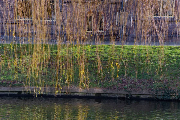 Salgueiro com ramos à direita sobre a superfície da água — Fotografia de Stock