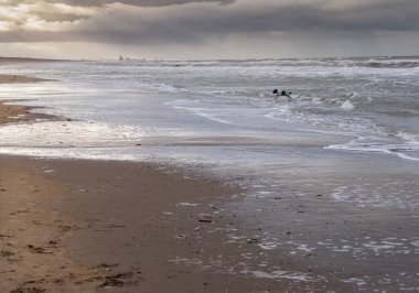 Mutlu bir köpek sahilde su püskürterek koşar, Katwijk.
