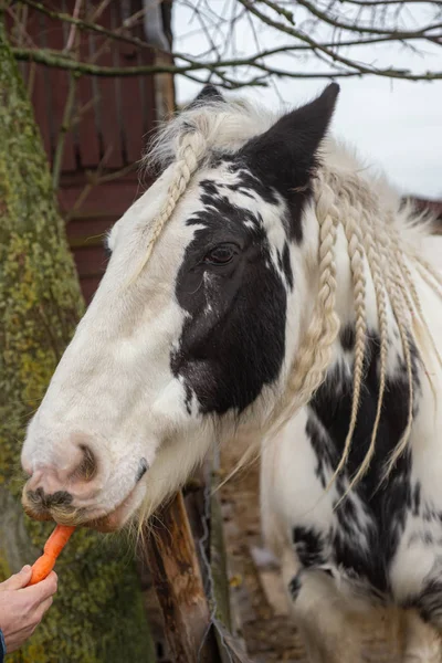 Kopf eines schönen Pferdes aus nächster Nähe. das Pferd frisst Karotte, zoete — Stockfoto