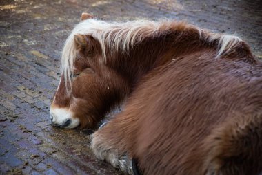 Kinderboerderij Merenwijk, Leiden Hollanda 'daki evcil hayvan çiftliğinden atlar.