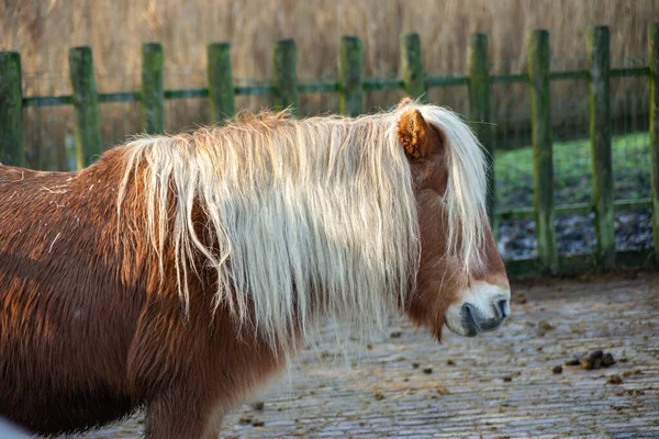 Pferde Aus Streichelzoo Kinderboerderij Merenwijk Leiden Niederlande — Stockfoto