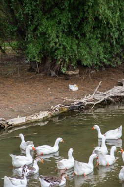 Tuna kıyısında beyaz kaz sürüsü