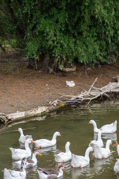 Troupeau Oies Blanches Sur Rive Danube — Photo