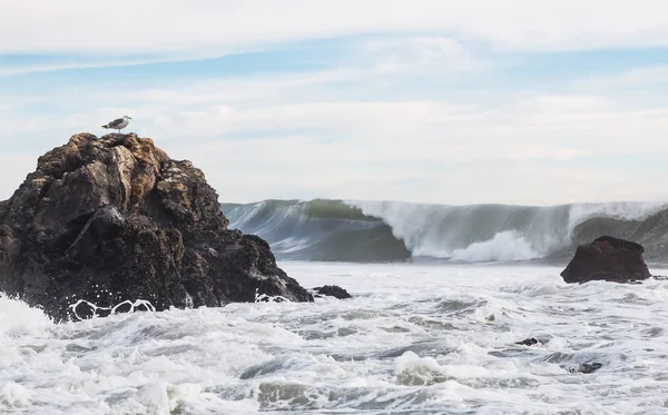 海鸥岩石和波 — 图库照片