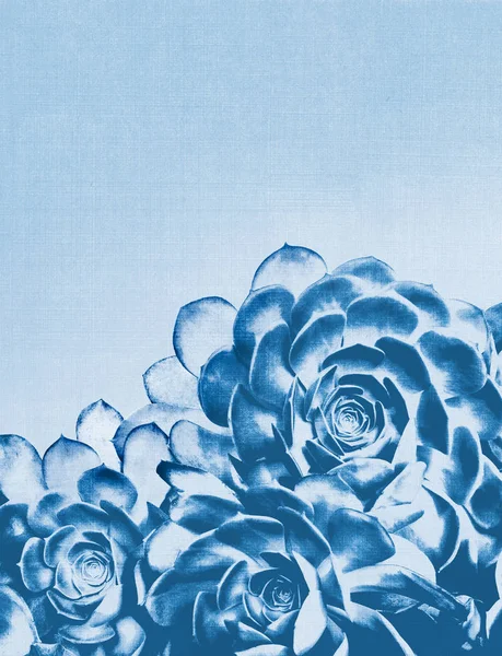 Blauwe Cactus succulente op een bitmappatroon weven achtergrond. — Stockfoto