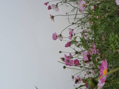 Flowers on the cold mountain