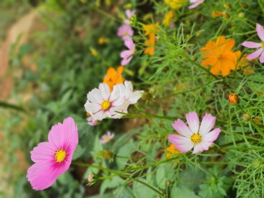 Flowers on the cold mountain