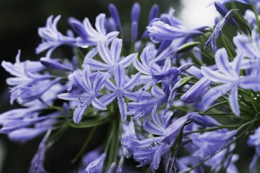 güzel doğal arka plan mavi çiçekler agapanthus şemsiyesi yakın çekim