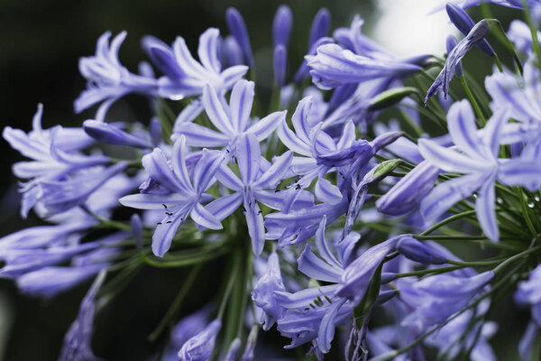 beautiful natural background blue flowers agapanthus umbrella close up