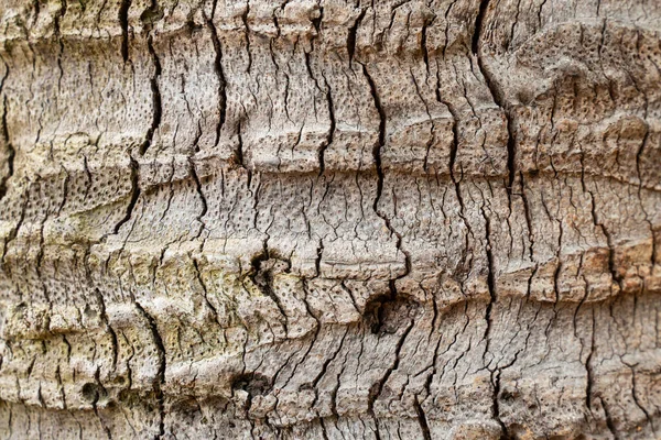 Sfondo Texture Corteccia Vecchio Albero Close Butia Design Carta Parati — Foto Stock