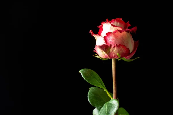 one rose flower on a stem with leaves on a black background close up