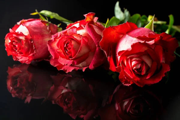 Flores Vermelhas Brotos Rosas Fundo Preto Com Uma Bela Reflexão — Fotografia de Stock