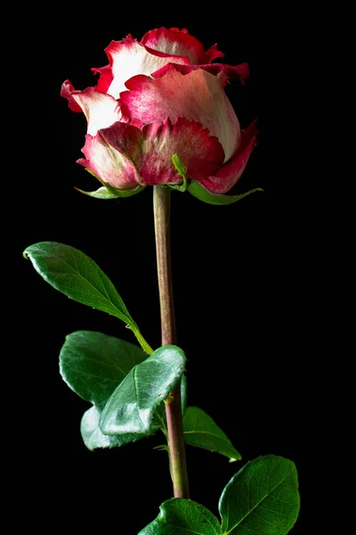 Jeden Czerwony Kwiat Róży Czarnym Tle Zbliżenie Kartka Okolicznościowa — Zdjęcie stockowe
