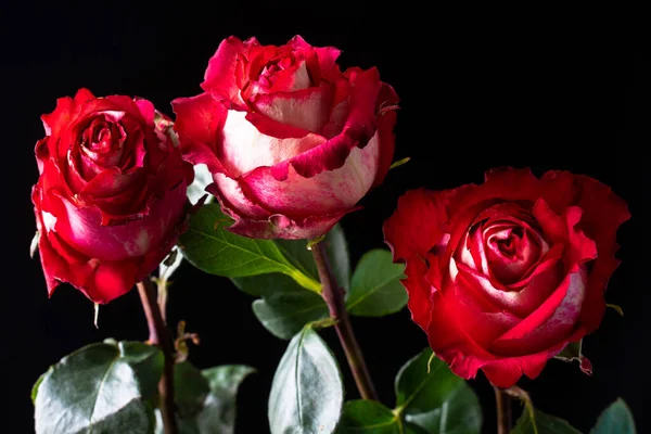 Três Flores Rosas Vermelhas Fundo Preto Perto Cartão Saudação — Fotografia de Stock