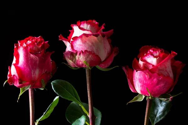 Trzy Kwiaty Czerwone Róże Czarnym Tle Blisko Kartka Okolicznościowa — Zdjęcie stockowe