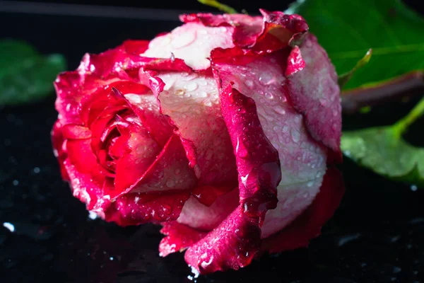 Botões Rosa Vermelhos Uma Mesa Preta Com Gotas Água Perto — Fotografia de Stock