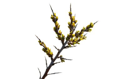 Beyaz arka planda deniz dikeninin yaprakları ve tomurcukları ile bahar dalları