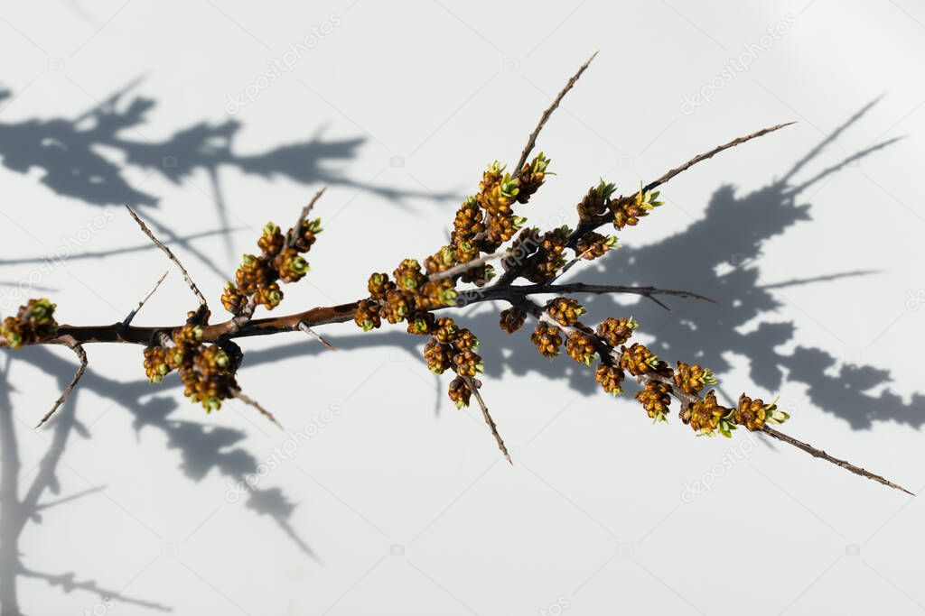 Spring twigs with buds and leaves of the berry plant of the sea-buckthorn on white background