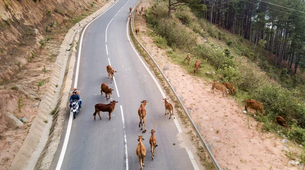 Een Kudde Koeien Permanent Berg Asfaltweg Koeien Gestopt Verschillende Wijze — Stockfoto