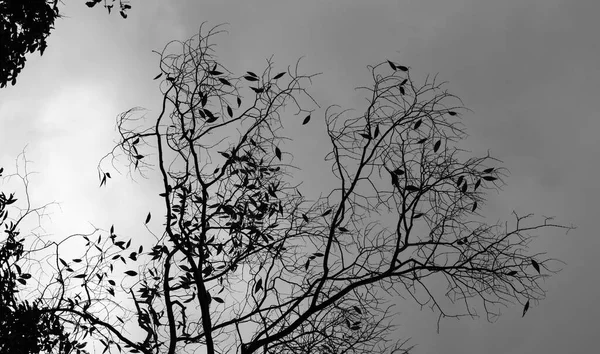 Árvore Ramos Céu Cinza Como Fundo — Fotografia de Stock