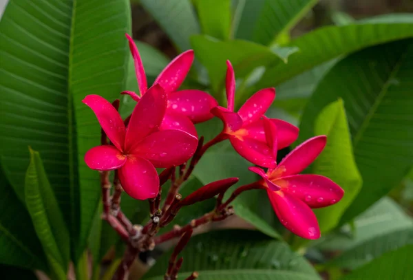 Plumeria Frangipani Flowers Nature — Stock Photo, Image