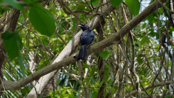 Güzel Büyük Raket Kuyruklu Drongo Tayland Vahşi Doğasında Bir Dala — Stok fotoğraf