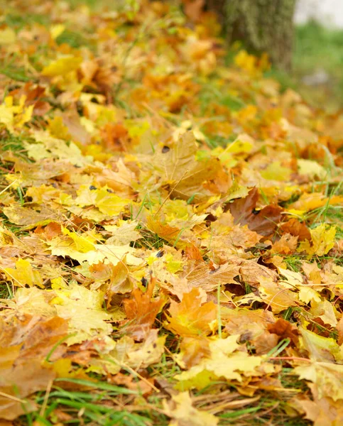 Folhas de outono no chão. Contexto abstrato — Fotografia de Stock