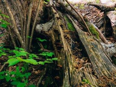 Bir ağaç üzerinde sarı mantar