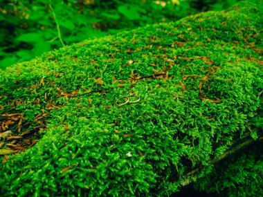 Alyans buzlu yeşil yosun üzerinde