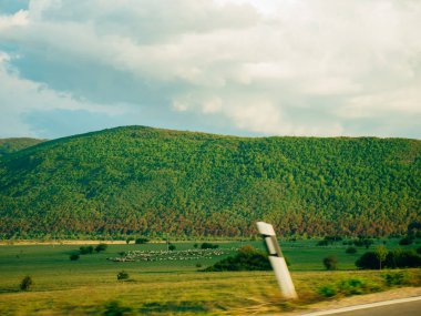 Alanda otlayan koyun sürüsü
