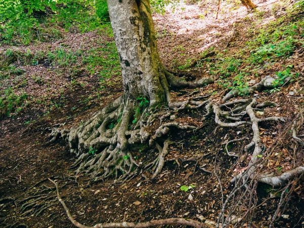 Yerden ağaç kökleri. Çiçek ve bitki Mo