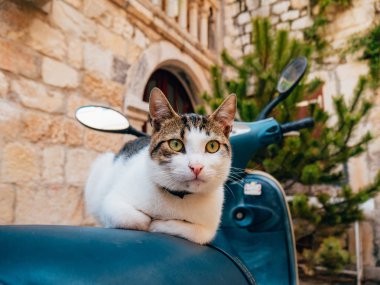 Bir scooter üzerinde oturan kedi. Eski şehir, Trogir içinde Split yakınındaki,