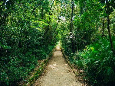 Yolun ormanın içinde. Ormanın içinden çalışan yol