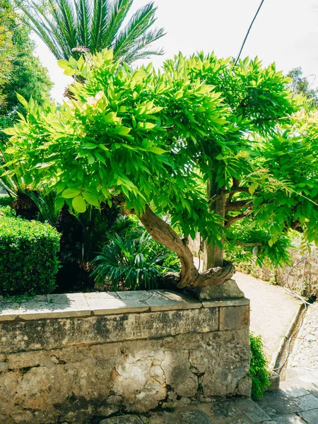 Bujná vegetace, dlážděnou chodbou a pavilon na arboretum Trsteno — Stock fotografie