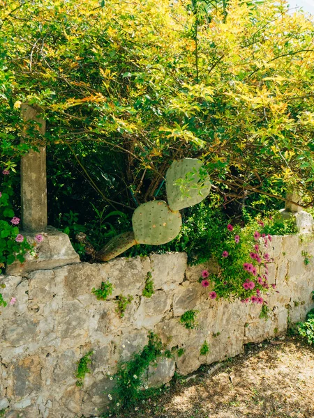 Cactos verdes em grande plano no Montenegro. Cacti na paisagem urbana — Fotografia de Stock