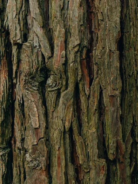 Puunkuoren rakenne metsässä — kuvapankkivalokuva
