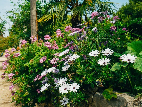 Ein Strauch lila Blüten. im Vordergrund osteospermum, in der Nähe von t — Stockfoto