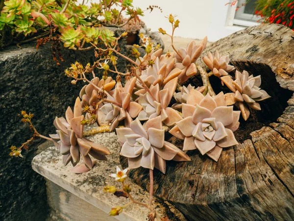 Succulents d'Echeveria dans le lit de fleurs. Des cactus dans le pot. Débit — Photo