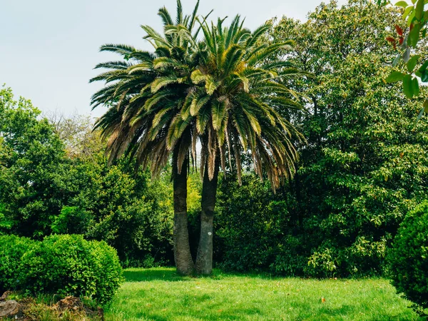 Palm tree. Date tree in Montenegro. — Stock Photo, Image