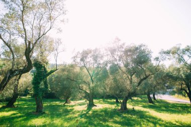 Zeytin bahçeleri ve bahçeleri Karadağ