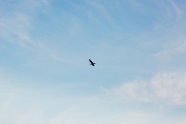 Gökyüzünde uçan martı. Karadağ