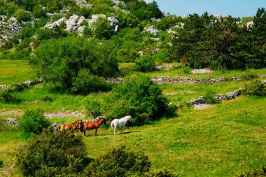 Karadağ, dağlarda VILL çayırda ata