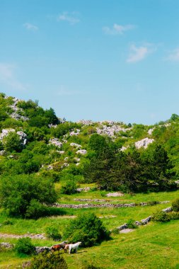 Karadağ, dağlarda VILL çayırda ata