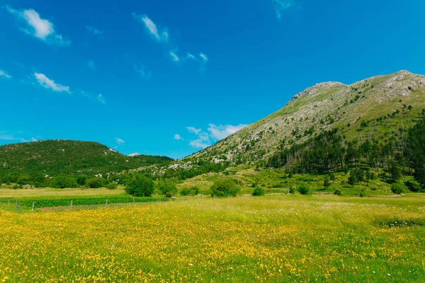 Huis op een weide met gele bloemen. Het dorp Njegusi in Mo — Stockfoto