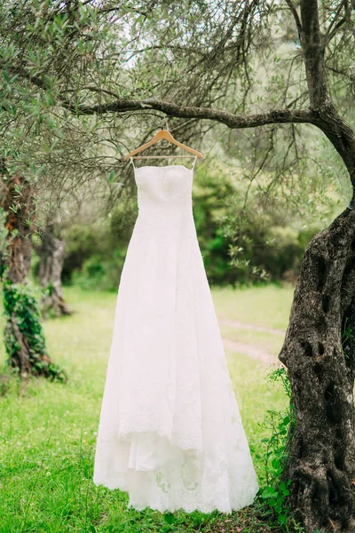 Oblubienica sukienka wisi na wieszaku na drzewa oliwnego. Zbieranie — Zdjęcie stockowe