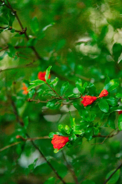 Blühende Granatapfelfrüchte auf dem Baum — Stockfoto